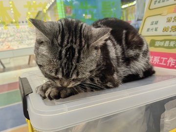 河北张家口市桥西区附近的咖啡厅有哪些？